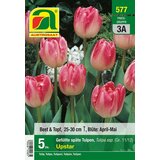 AUSTROSAAT Polni pozni tulipani "Upstar" - 5 čebu. | Shoptok.si