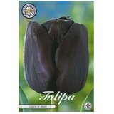 Cvjetne lukovice Tulipan Queen of Night (Crna, Botanički opis: Tulipa) Cijene