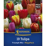 KIEPENKERL Mega pakiranje tulipanov "Triumph Mix" - 19 k. Cene