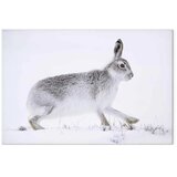  Slika - Hare (1 Part) Wide 30x20 Standard | shoptok.hr
