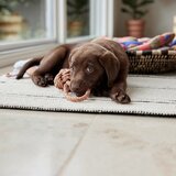 OYOY Living Design Igrača za pse Otto – | Shoptok.si