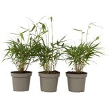 Plant in a Box bambus - 3 kos - fargesia scabrida 'asian wonder' - višina 25-40cm - ⌀13cm, (21757751) Cene
