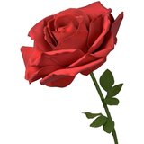  XXL Ruža | ePonuda.com