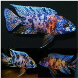 Akvarijum Centar OB peacock | ePonuda.com