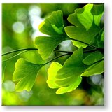  Slike na platnu biljke (moderne slike na platnu) | ePonuda.com