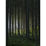 Venture Home poster Woods 30 × 40 cm, zeleni | shoptok.hr