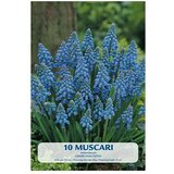  Cvjetne lukovice Budget Collection Muscari (Plava, Botanički opis: Muscari) | shoptok.hr