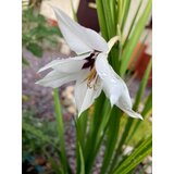 Royal De Ree Lukovica Mirisni gladiolus - Acidanthera White 10/1 Cene