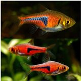 Akvarijum Centar Espei rasbora | ePonuda.com