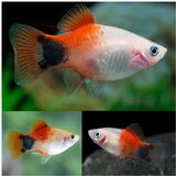 Akvarijum Centar micky mouse platy | ePonuda.com