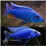 Akvarijum Centar electric blue cichlid | ePonuda.com