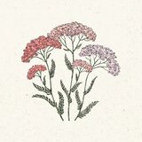 Jora Dahl Achillea millefolium "Summer Pastell" (Rman) - 1 pkt. Cene