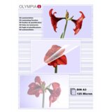Olympia 1x50 Laminating pouches DIN A3 125 micron 9175 | shoptok.hr