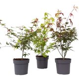 Plant in a Box japonski javor - 3 kos - acer palmatum - višina 60-70cm - ⌀19cm, (21757713) Cene