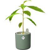 ELHO Lonec za gojenje avokada "amazing avocado pot" - Listnato zelena Cene