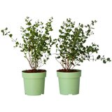 Plant in a Box evkalipt - 2 kos - eucalyptus websteriana 'botanic hearts' - V35-45cm - ⌀15cm, (21757841) | Shoptok.si