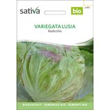 Sativa Bio radič "Variegata Lusia" | Shoptok.si