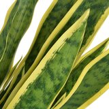 vidaXL umjetna biljka sanseverija s posudom 90 cm zelena | shoptok.hr