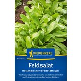 KIEPENKERL Motovilec "Holländischer breitblättriger" - 1 pkt. | Shoptok.si