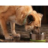 Rogz slurp metalna posuda za pse - zelena | ePonuda.com