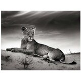  Tapeta - Black and white lioness 200x154 | shoptok.hr