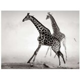  Tapeta - Giraffes 300x231 | shoptok.hr