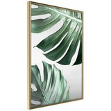  Poster - Leaves Like Swiss Cheese 30x45 | shoptok.hr