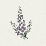 Jora Dahl Delphinium Consolida "Misty Lavender" - ostrožnik Cene
