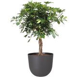  Tegla za cvijeće Havana Natural (Vanjska dimenzija (ø x V): 30 x 24,9 cm, Plastika) Cijene