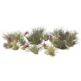 Plant in a Box tilancija - 24 kos - tillandsia - višina 5-15cm - ⌀5cm, (21758197) cene