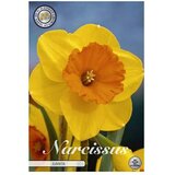  Cvjetne lukovice Narcisa large cupped Juanita (Žuta, Botanički opis: Narcissus) Cijene
