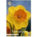  cvjetne lukovice Narcisa large cupped Juanita (Žuta, Botanički opis: Narcissus)