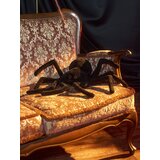 Sinsay Plišana igračka | shoptok.hr