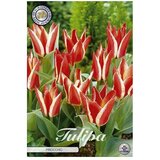  Cvjetne lukovice Tulipan Greigii Pinocchio (Crvena, Botanički opis: Tulipa) Cijene