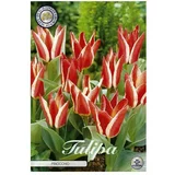  cvjetne lukovice Tulipan Greigii Pinocchio (Crvena, Botanički opis: Tulipa)