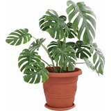  Kružni Pladanj za Cvijeće 6 pcs Crvena cigla Ø 27 x 2,5 cm | shoptok.hr