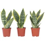 Plant in a Box taščin jezik - 3 kos - sansevieria trifasciata superba - višina 35-40cm - ⌀12cm, (21757915) Cene