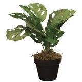 Dekordom Cvet u saksiji - monstera calathea zd-241325 - 36cm - n55 ( 025080 ) | ePonuda.com