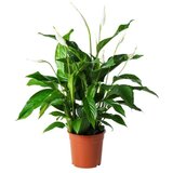 Rasadnik Topalović spathiphyllum | ePonuda.com