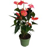 Plant in a Box Flamingovec - Anturij - Anthurium 'Maine Pink' - Višina 55-70cm - ø17cm, (21757894) Cene