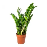 zamioculcas Zamiifolia