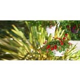Artevasi Plastičen cvetlični lonec ø 31 cm Algarve – | Shoptok.si