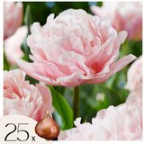 Plant in a Box Tulipani čebulice - 25 kos - Tulipa 'Dreamer' - Cvetne čebulice - Roza, (21755642) | Shoptok.si