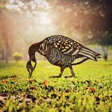 Atelier Del Sofa dekorativna figura goose -a 02, 44x50 cm, 1.5 mm Cene