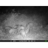 OXE Lovska kamera Gepard II in binokularni nočni vid DV29 + 32GB SD kartica in 4 baterije! | Shoptok.si