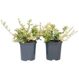 Plant in a Box trdoleska - 2 kos - euonymus 'harlequin' - višina 20-30cm - ⌀17cm, (21757722) Cene
