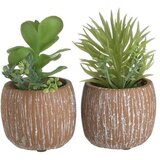  SUKULENT 15CM SORTO | Eponuda.ba