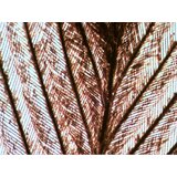 Levenhuk N10 NG preparati - Zoologija | ePonuda.com