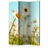  Paravan u 3 dijela - Daisies - spring meadow [Room Dividers] 135x172 Cijene