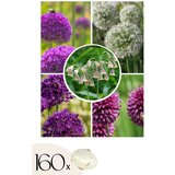 Plant in a Box Luk - 160 kos - Allium - Cvetne čebulice, (21755735) Cene